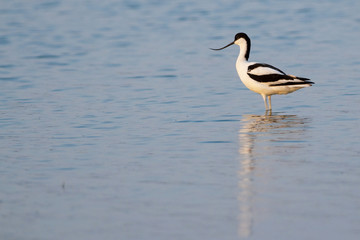 Pied Avocet