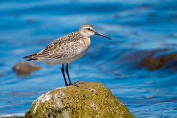 Curlew Sandpiper (Calidris feruginea)