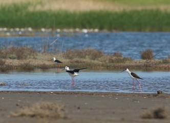 Black Winged Stilt (Himantopius himantopus)