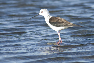 Black Winged Stilt (Himantopius himantopus)