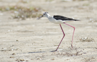 Black Winged Stilt (Himantopius himantopus)