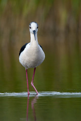 Black Winged Stilt (Himantopius himantopus)