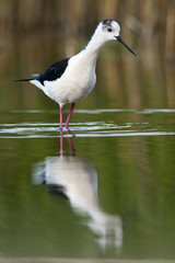 Black Winged Stilt (Himantopius himantopus)