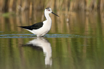 Black Winged Stilt (Himantopius himantopus)