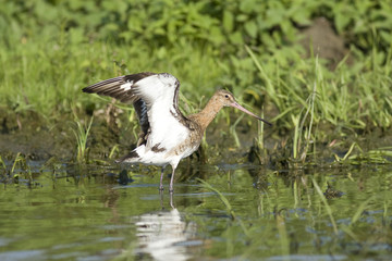 Black Tailed Godwit