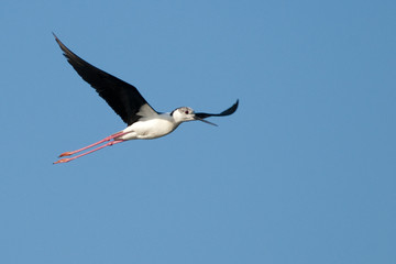 Obraz premium Black Winged Stilt