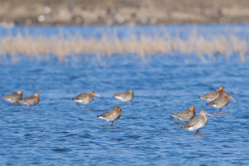 Black Tailed Godwit