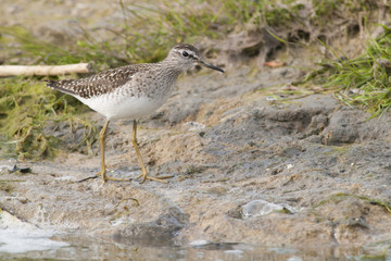 Wood Sandpiper