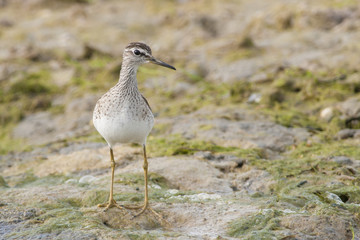 Wood Sandpiper