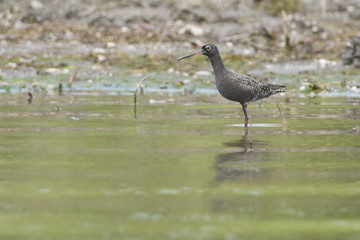 Spotted Redshank