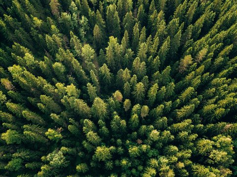 Fototapeta Aerial top view of summer green trees in forest in rural Finland.