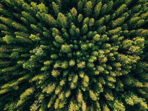Fototapeta Aerial top view of summer green trees in forest in rural Finland.