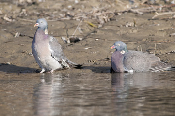 Wood Pigeons Pair
