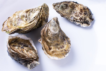 fresh closed oysters on a white plate