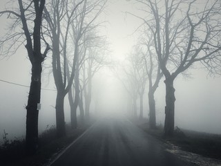 Strada con alberi e nebbia