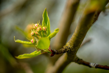 Lenz Bluete einer Birne Frueh Jahr im Garten