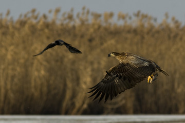 White Tailed Eagle (Haliaeetus albicilla)