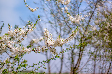 Frueh Jahr Bluete einer Mirabelle im Garten Lenz