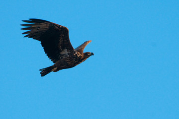 White Tailed Eagle (Haliaeetus albicilla)