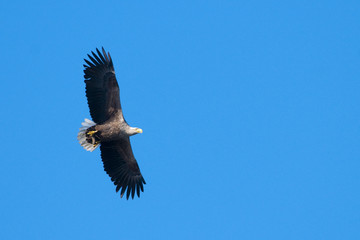 White Tailed Eagle (Haliaeetus albicilla)