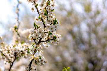 Frueh Jahr Bluete einer Mirabelle im Garten Lenz