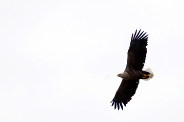 White Tailed Eagle (Haliaeetus albicilla)