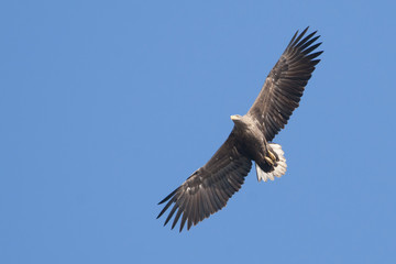 White Tailed Eagle