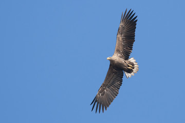 White Tailed Eagle