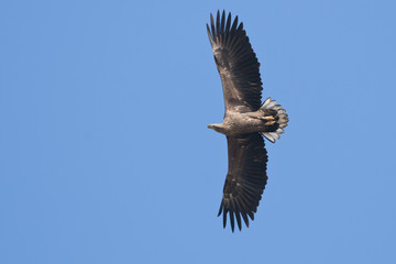 White Tailed Eagle