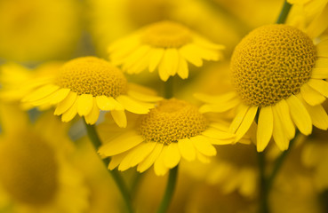 Gelbe Blüten der Färberkamille (Anthemis tinctoria ) - 192170450
