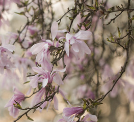 Obraz na płótnie Canvas Rosa Sternmagnolien Baum in voller Blüte