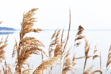 dry reeds, against the background of the river