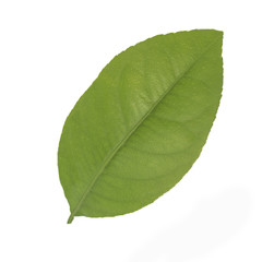 Fototapeta na wymiar one green lemon leaf