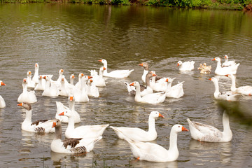 White Goose in Lake