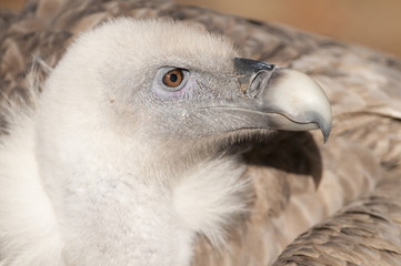 Griffon Vulture Portrait