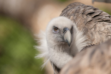 Griffon Vulture Portrait