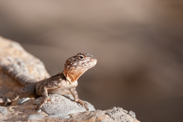Close up of a common Lizard Israel