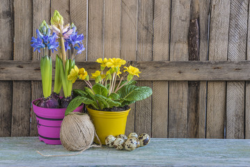 Easter composition/spring flowers in multicolored pots, quail eggs in nest on rustic background with copy space