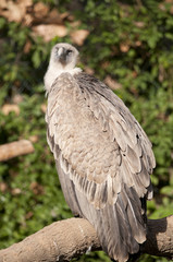 Griffon Vulture on a branch