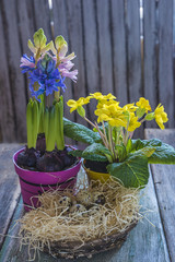 Easter holiday/quail eggs in the nest, spring flowers in pots on rustic background, vertical picture