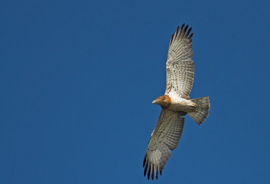 Short Toed Snake Eagle (Circaetus Gallicus)