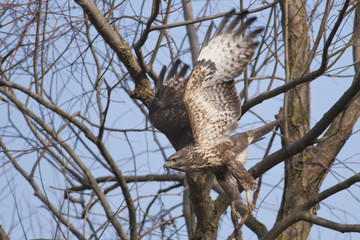 Common Buzzard