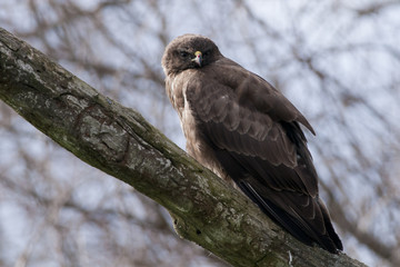 Common Buzzard
