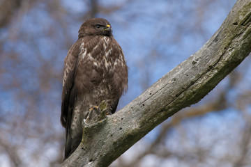 Common Buzzard