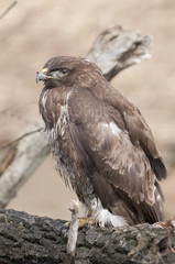 Common Buzzard