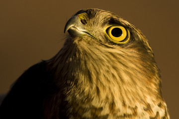 Sparrowhawk Portrait
