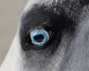 Blue eye of horse close up, detail isolated