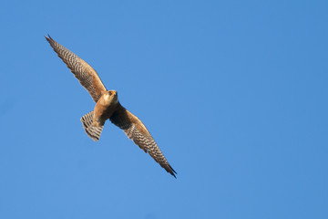 Red Footed Falcon