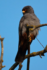 Red Footed Falcon (Falco vespertinus)