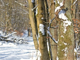 Kleiber (Sitta europaea) an Eichenstamm im Winterwald 
